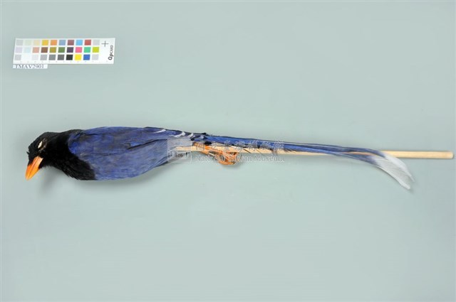 臺灣藍鵲藏品圖，第5張