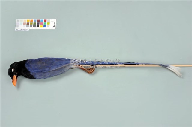臺灣藍鵲藏品圖，第5張