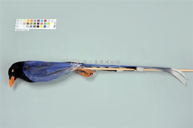臺灣藍鵲藏品圖，第5張