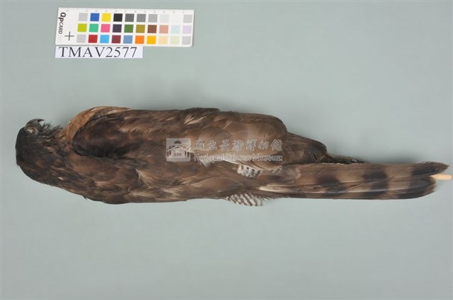 鳳頭蒼鷹藏品圖，第6張