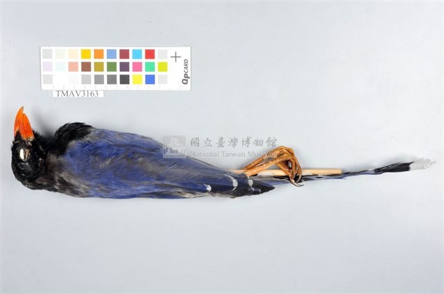 臺灣藍鵲藏品圖，第6張