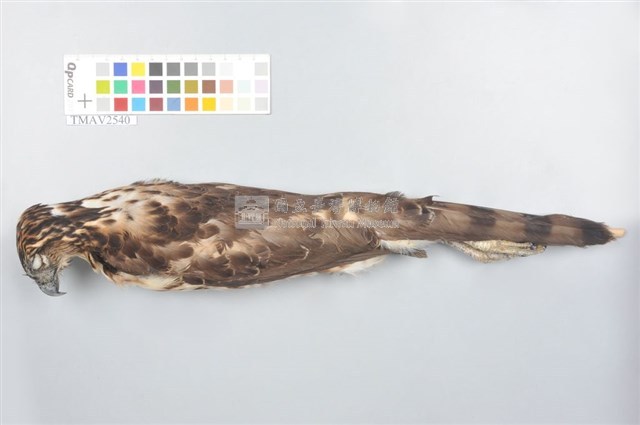 鳳頭蒼鷹藏品圖，第6張