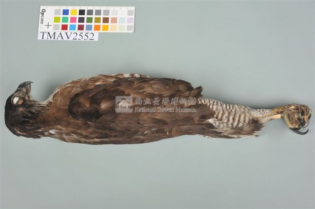 鳳頭蒼鷹藏品圖，第6張