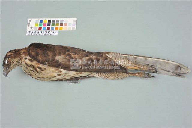 鳳頭蒼鷹藏品圖，第6張