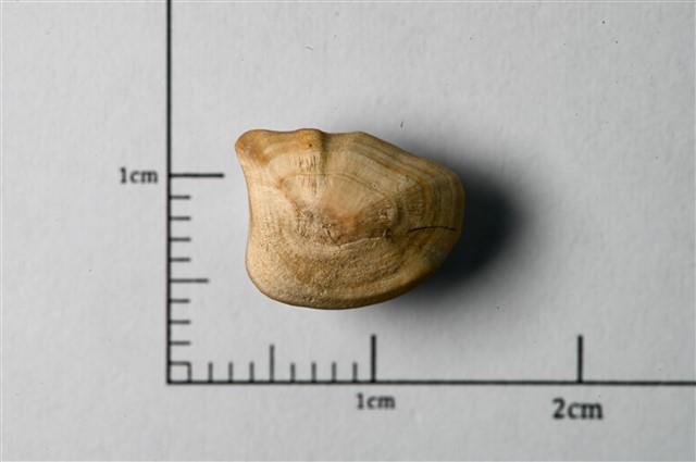 Arius maculatus otolith fossil Collection Image, Figure 2, Total 2 Figures