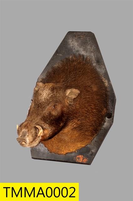 Formosan Wild Boar Collection Image, Figure 3, Total 14 Figures