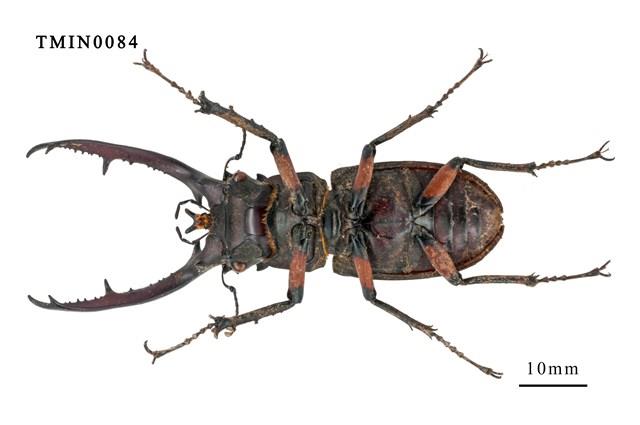 Accession Number:TMIN0084 Collection Image, Figure 2, Total 4 Figures