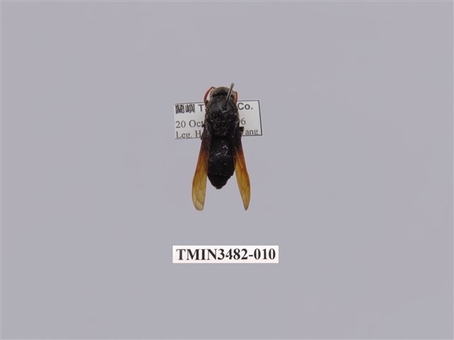 漆黑原喙蜾蠃藏品圖，第1張