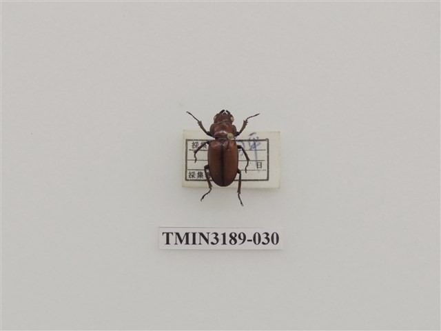 Accession Number:TMIN3189-030 Collection Image