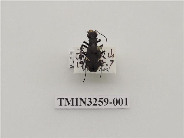 爬地虎甲蟲藏品圖，第1張