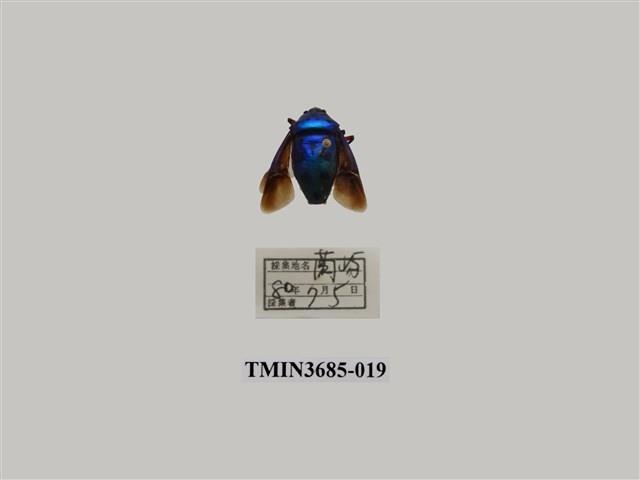 七星盾背椿象藏品圖，第1張
