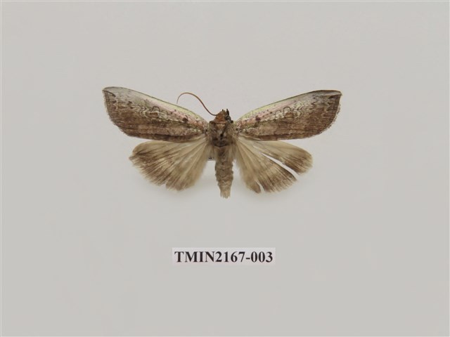 Accession Number:TMIN2167-003 Collection Image