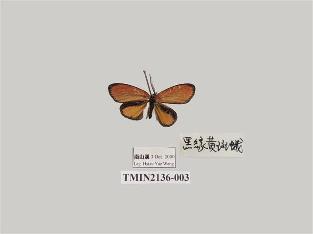柴谷氏蓬萊斑蛾藏品圖，第1張