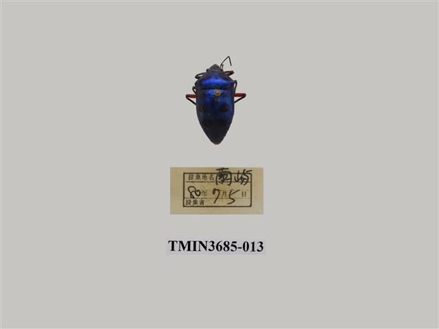七星盾背椿象藏品圖，第1張