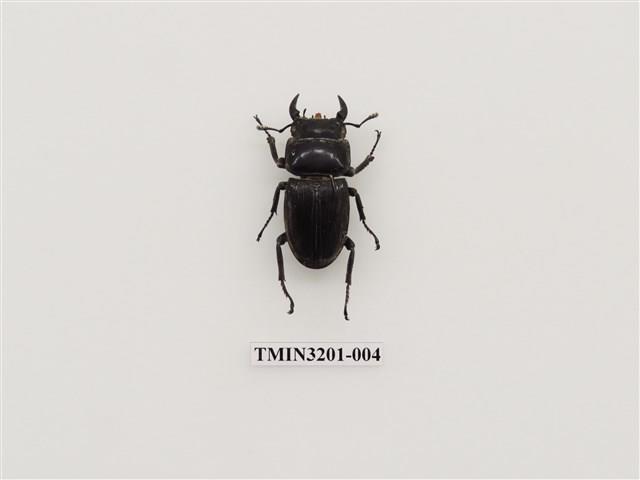 標本 Taiwan Dytiscoidae sp.37mm Amazon.com : RainBird Rain Sensor Replacement - Hygroscopic