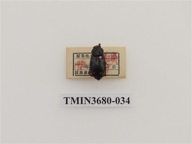 埋葬蟲藏品圖，第1張