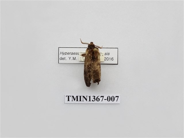 Accession Number:TMIN1367-007 Collection Image
