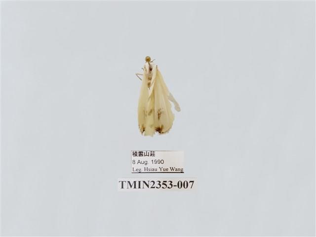 臺灣波紋帶鉤蛾藏品圖，第1張