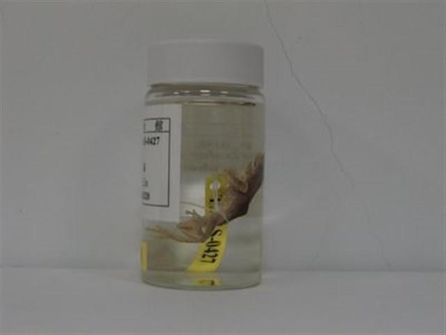 面天樹蛙藏品圖，第2張