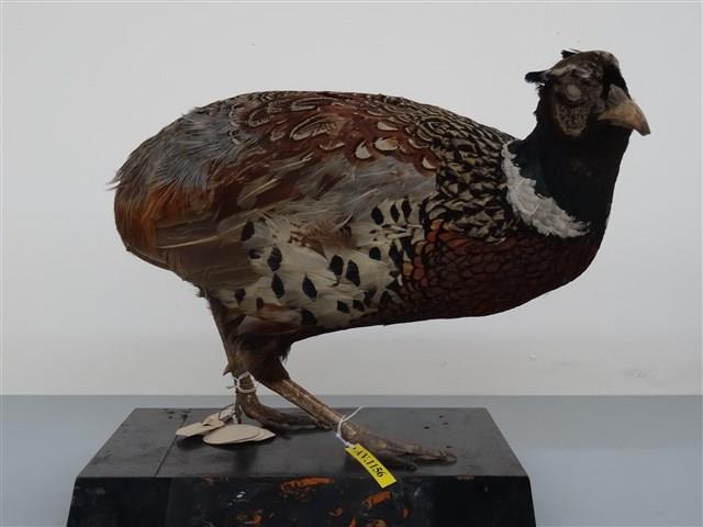 環頸雉藏品圖，第3張