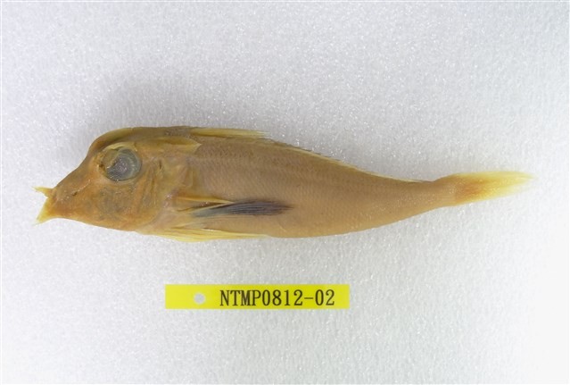 紅雙角魚藏品圖，第1張