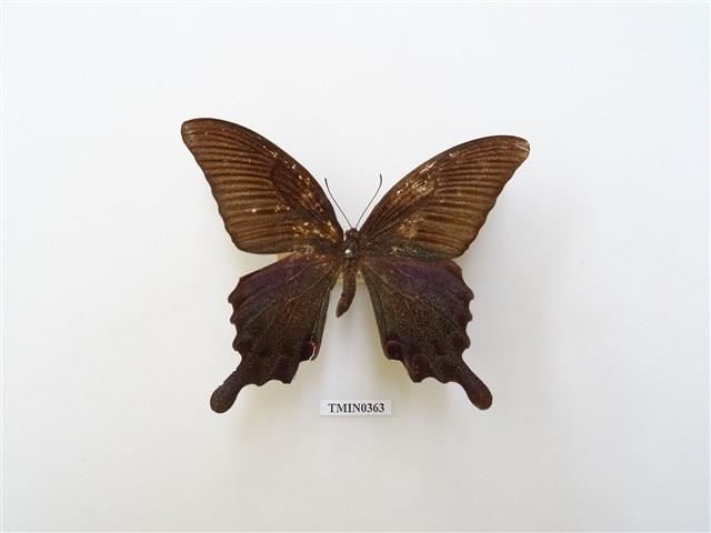 Papilio dialis tatsuta Collection Image, Figure 2, Total 4 Figures