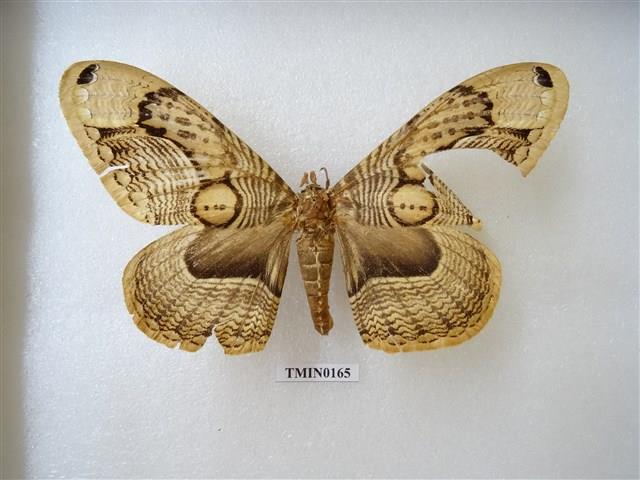 Taiwan Owl Moth Collection Image