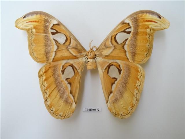 Atlas Moth Collection Image