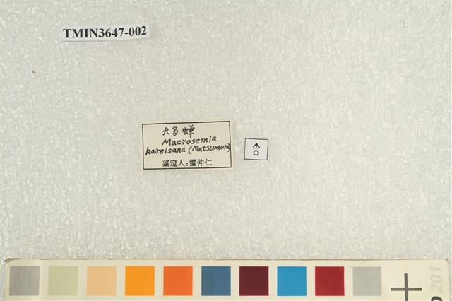 可禮大蟬藏品圖，第4張