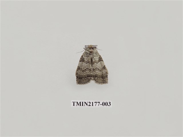 Accession Number:TMIN2177-003 Collection Image