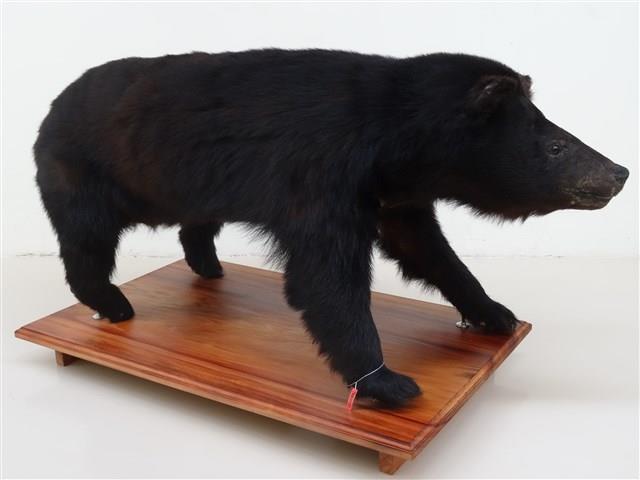 Formosan Black Bear Collection Image, Figure 2, Total 13 Figures