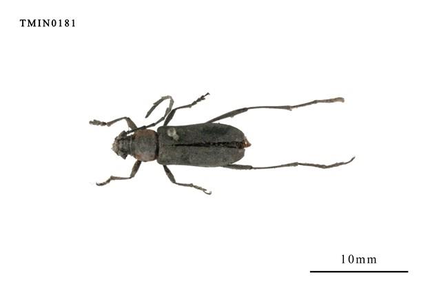 Prothema ochraceosignata  (Pic, 1915) Collection Image, Figure 1, Total 4 Figures