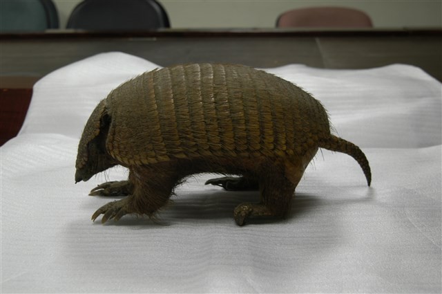 Big Hairy Armadillo Collection Image