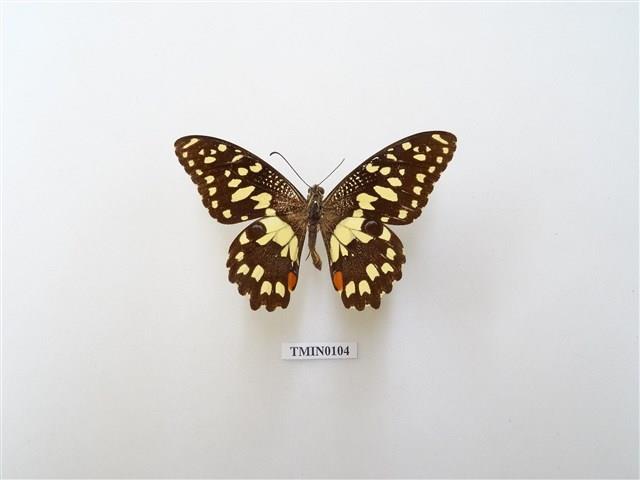 Papilio demoleus  Collection Image, Figure 2, Total 6 Figures
