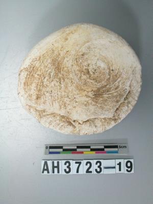 螺蓋製貝刮器藏品圖，第1張
