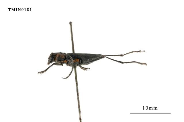 Prothema ochraceosignata  (Pic, 1915) Collection Image, Figure 3, Total 4 Figures