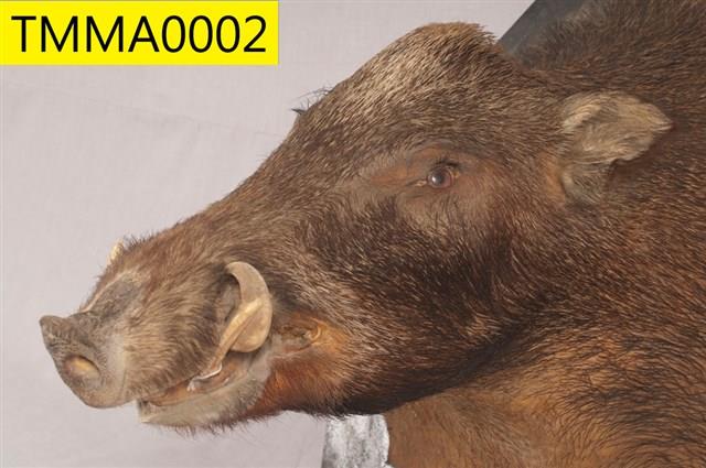 Formosan Wild Boar Collection Image, Figure 5, Total 14 Figures