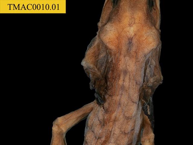 Accession Number:TMAC0010.01 Collection Image, Figure 8, Total 14 Figures