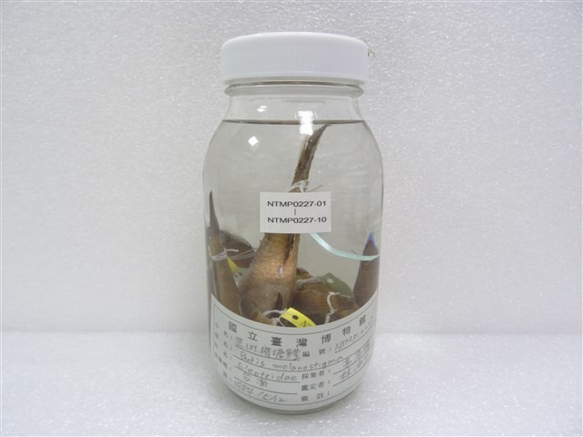 黑斑瘠塘鱧藏品圖，第2張