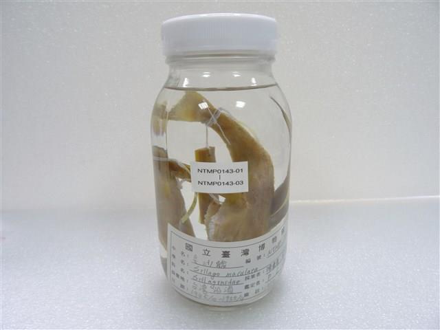 斑鱚藏品圖，第2張