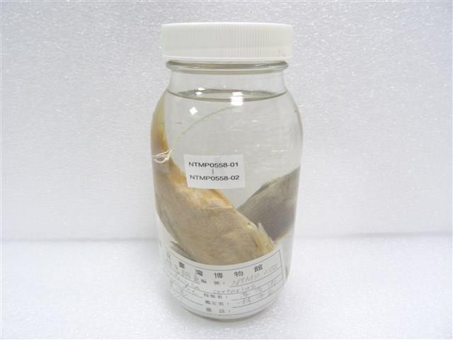 六絲馬鮁魚藏品圖，第2張