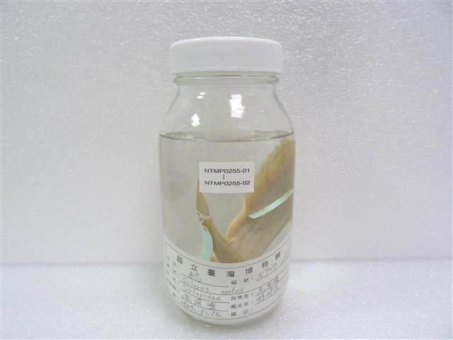 鯰魚藏品圖，第2張