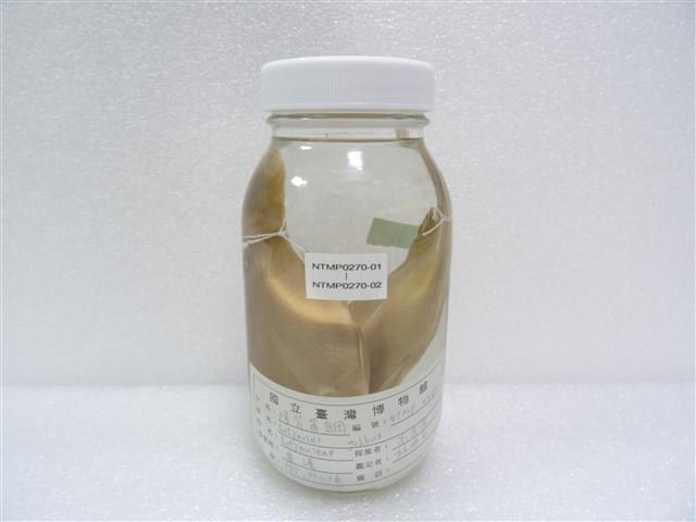 隆背笛鯛藏品圖，第2張