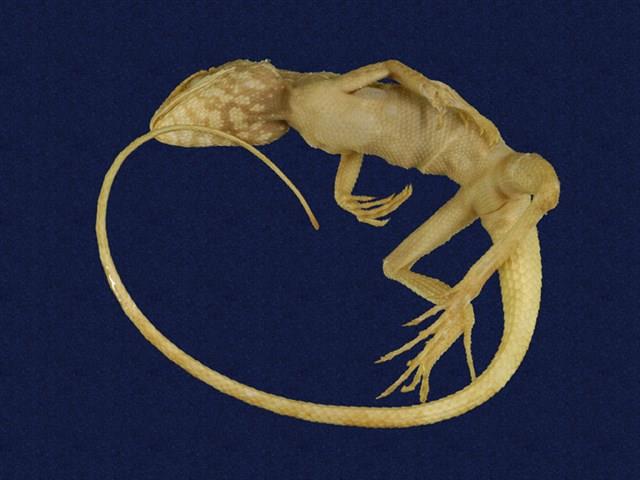 Swinhoe’s tree lizard Collection Image, Figure 3, Total 6 Figures