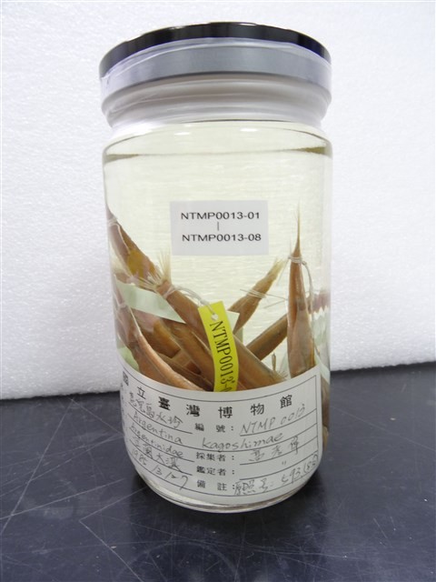 鹿兒島水珍魚藏品圖，第2張