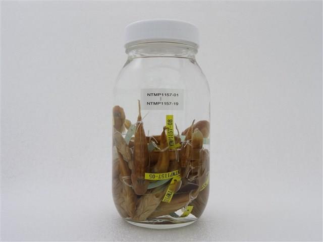 大吻鰕虎藏品圖，第2張