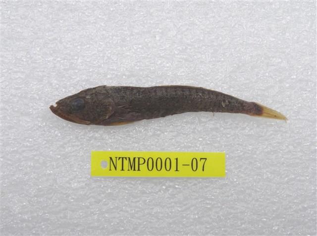 Accession Number:NTMP0001-07 Collection Image, Figure 1, Total 2 Figures