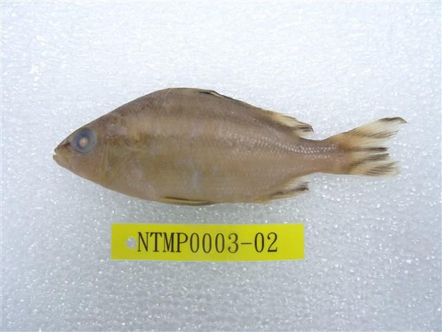 Accession Number:NTMP0003-02 Collection Image, Figure 1, Total 2 Figures