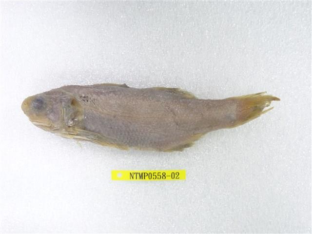 六絲馬鮁魚藏品圖，第1張