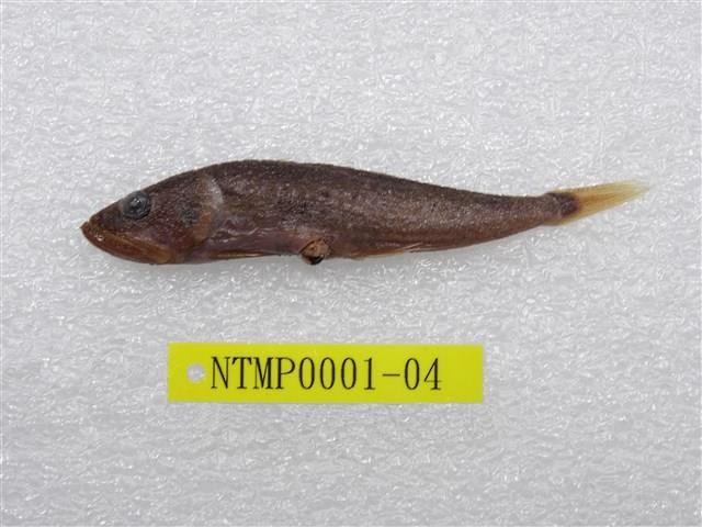 Accession Number:NTMP0001-04 Collection Image, Figure 1, Total 2 Figures